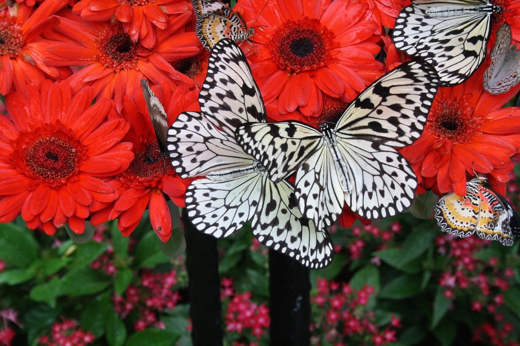 Changi Butterfly garden