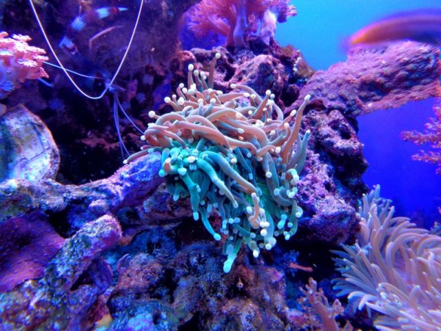 sea-water-nature-animal-underwater-biology-673633-pxhere.com